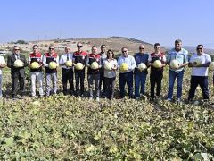 Foça’da 5. Geleneksel Kavun Hasat Şenliği Coşkuyla Kutlandı