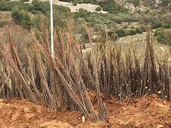 Muğla Büyükşehir Belediyesi “Her Kapıda Bir Fidan” projesi ile ücretsiz fidan dağıtımına başlıyor.