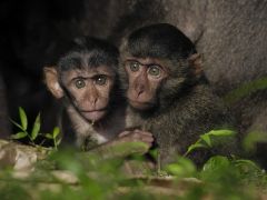 Tsunamiden Ciddi Hasar Gören Nicobar Adalarının Değişimini anlatan ‘Nicobar Adaları: Bir Maymunun Öyküsü’ 14 Eylül Cumartesi Günü 21.00’de National Geographic WILD Ekranlarında!