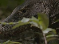 Dünyanın En Büyük Kertenkelesinin Mücadelesini Anlatan ‘Ejder Günü’ 6 Ekim Pazar Günü 20.00’de National Geographic WILD Ekranlarında!