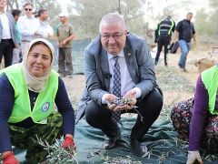 Edremit Belediyesi’nde zeytin hasadı başladı