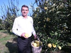 Hasat Başladı, Şimdi Eşme Ayva Festivali Zamanı