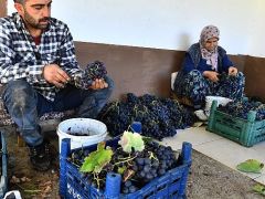 İzmir Büyükşehir Belediyesi 10 ton Kavacık üzümü dağıtıyor