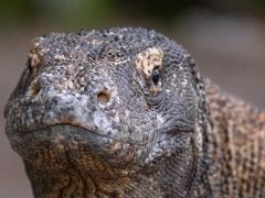 Muhteşem Komodo Ejderi’nin Dünyasında Bir Yolculuğa Çıkartan ‘Ejderhalar Ortaya Çıkıyor’ 27 Ekim Pazar Günü 20.00’de National Geographic WILD Ekranlarında!