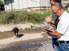 Sahipsiz Köpek Popülasyonu Yönetimi İzmir Eylem Planı uygulanıyor