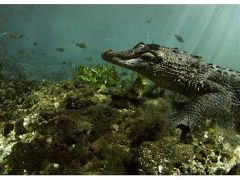 ‘Vahşi Florida: Sürüngenlerin Hükmettiği Yer’ 13 Ekim Pazar Günü 20.00’de National Geographic WILD Ekranlarına Geliyor!