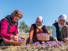 Başkan Özyiğit, “Türkiye’nin en çok safran üreten ilçelerinden biri olabiliriz