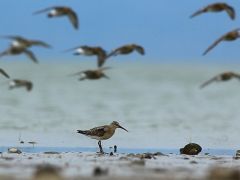 Dünya Doğa Koruma Birliği (IUCN) 16 kuş türünün durumunun kötüye gittiğini açıkladı, bunlardan 5’i Türkiye’de görülen türler.