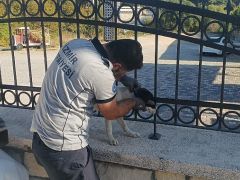 Kafası demir parmaklıklara sıkışan köpek itfaiye tarafından kurtarıldı