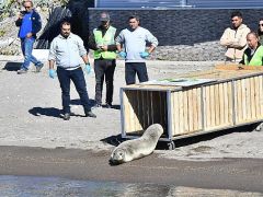 Tedavisi tamamlanan Akdeniz foku mavi sularla buluştu