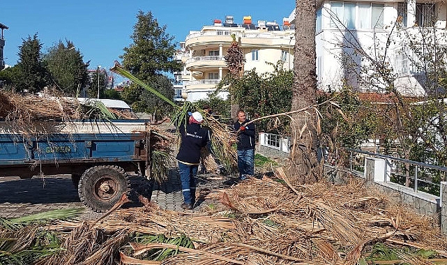 didim belediyesi ilcedeki agaclarin kis bakimlarini gerceklestiriyor 0 SSdGmtiZ