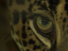 Büyük Kediler Kuşağı’ndan ‘Jaguar Sahili’ 2 Şubat Pazar Günü 20.00’de National Geographic WILD Ekranlarında!