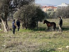 Kemalpaşa’da vatandaşlar tarafından yaralı halde bulunan Yılkı Atı, tedavi edilerek doğal yaşama salındı