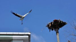 Büyükşehir’den leylek yuvasına güvenli dokunuş